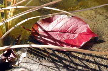 Red Leaf